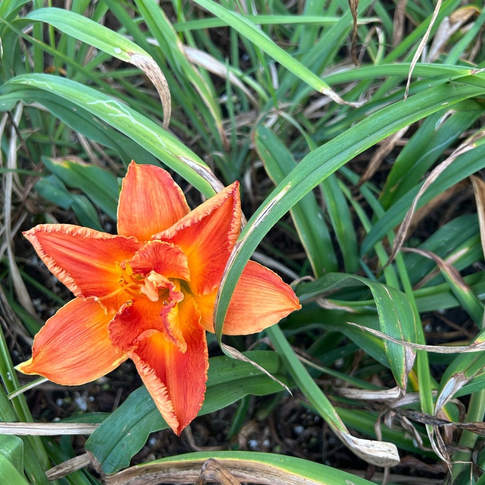 Meet your Posher, Aimee